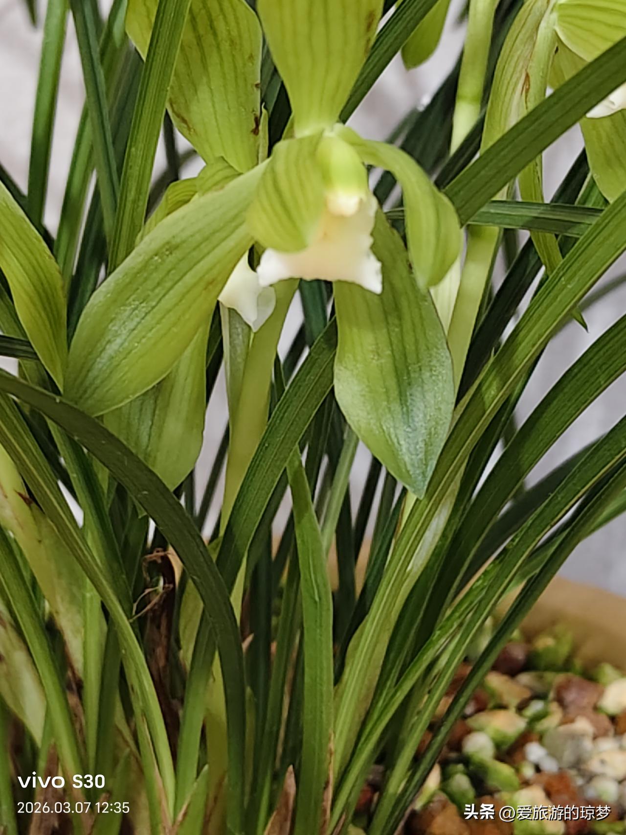 阳台花草近况