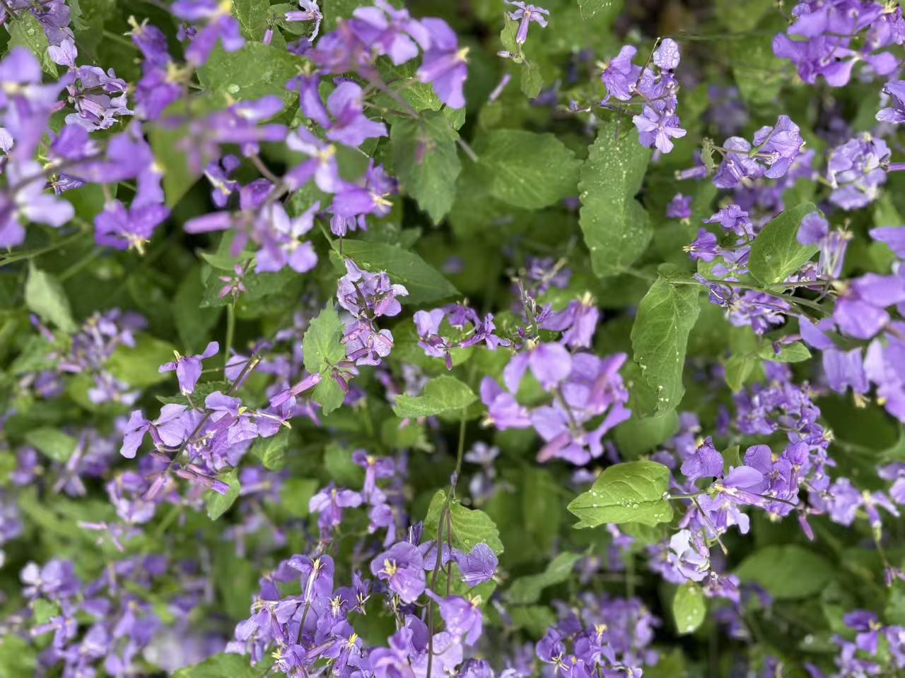 春日生活打卡季 春日到朝阳公园溪谷打卡，简直太美妙！4 月中旬正是北京赏花的好时
