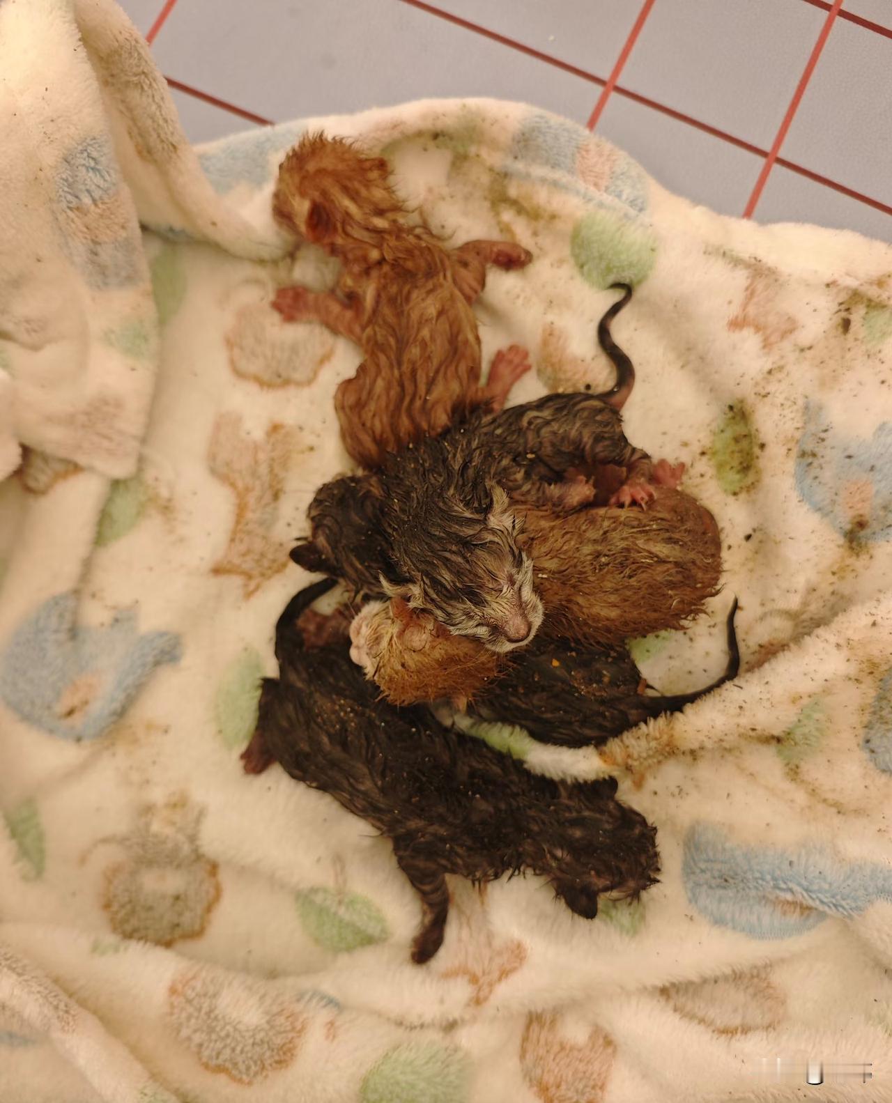 泪目了！这天夜里一位小姐姐去夜跑，当她跑到一个公园附近，听到有小奶猫的叫声，于是