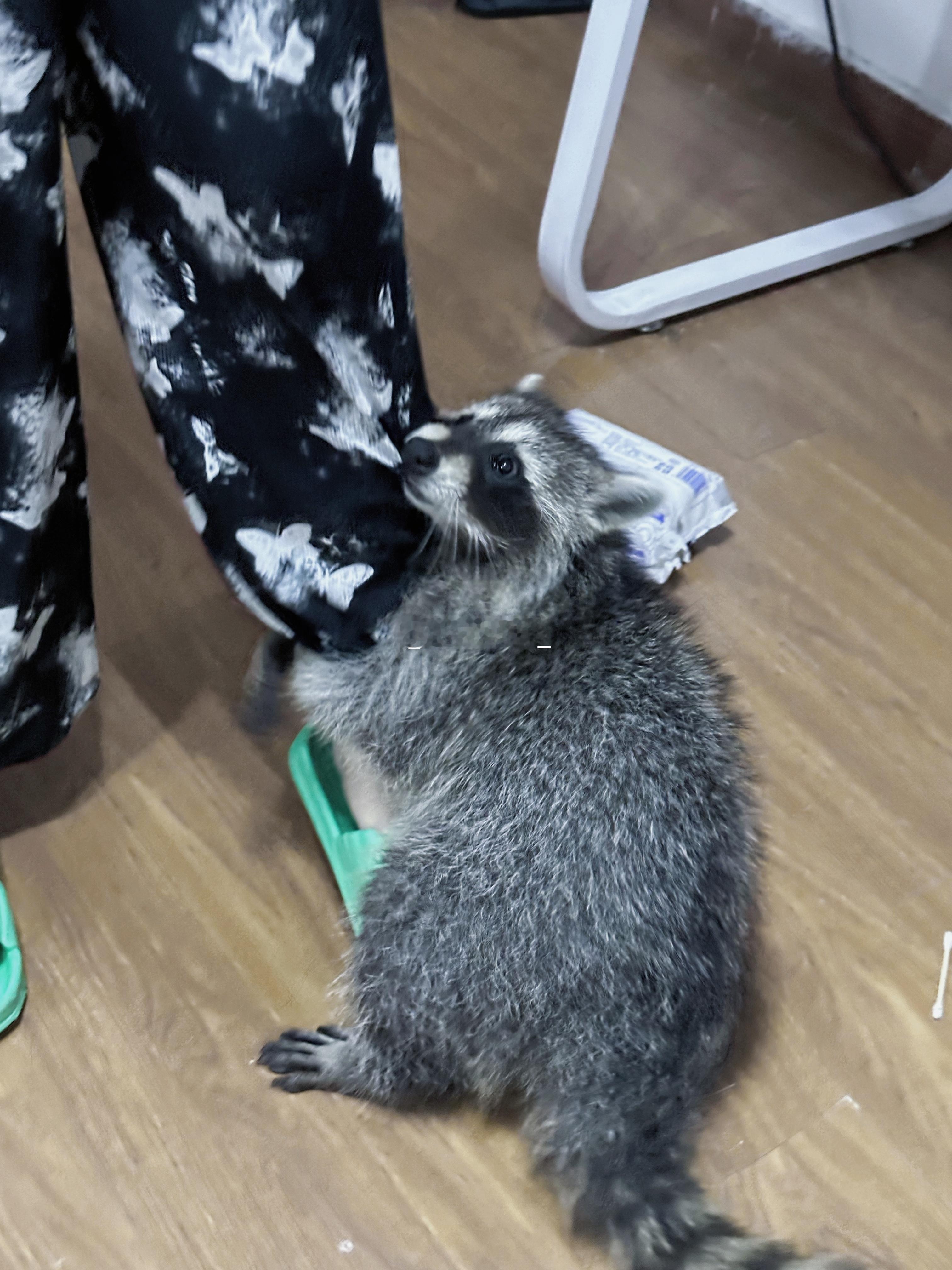好闹腾一熊 ​​​