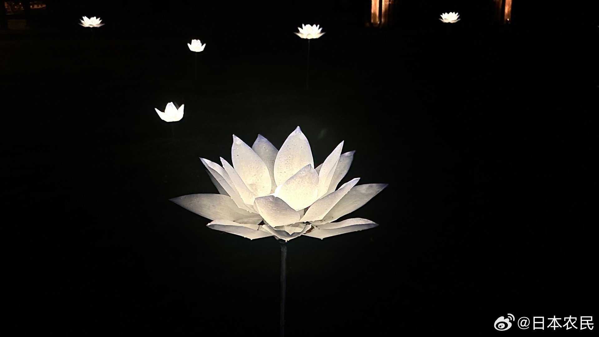 京都青莲院的夜间点灯活动是季节限定的～～2026年青莲院在夏季推出的夜间特别点灯