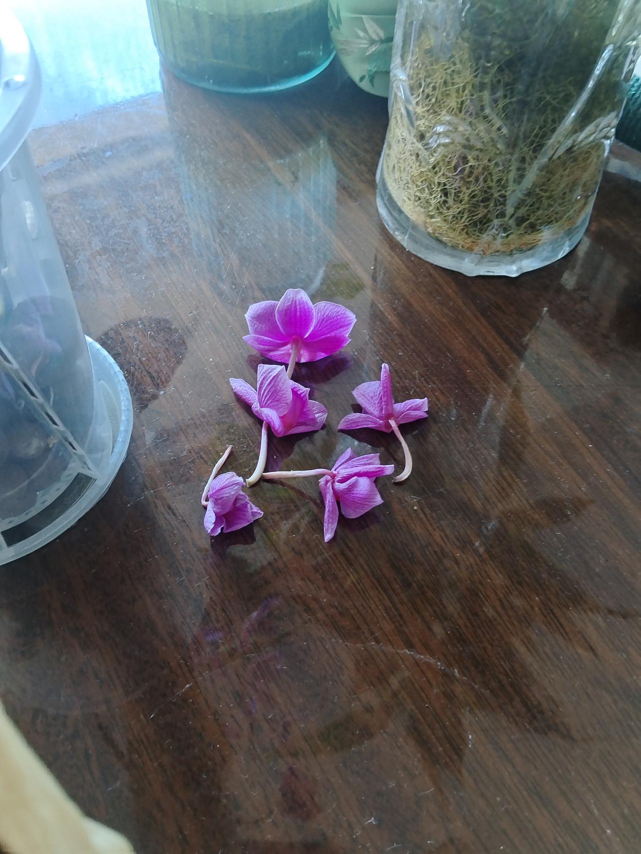 这次是我养花最成功的一次了，花钱少开花快，花期近两个月
春节前我从网上买了三组带