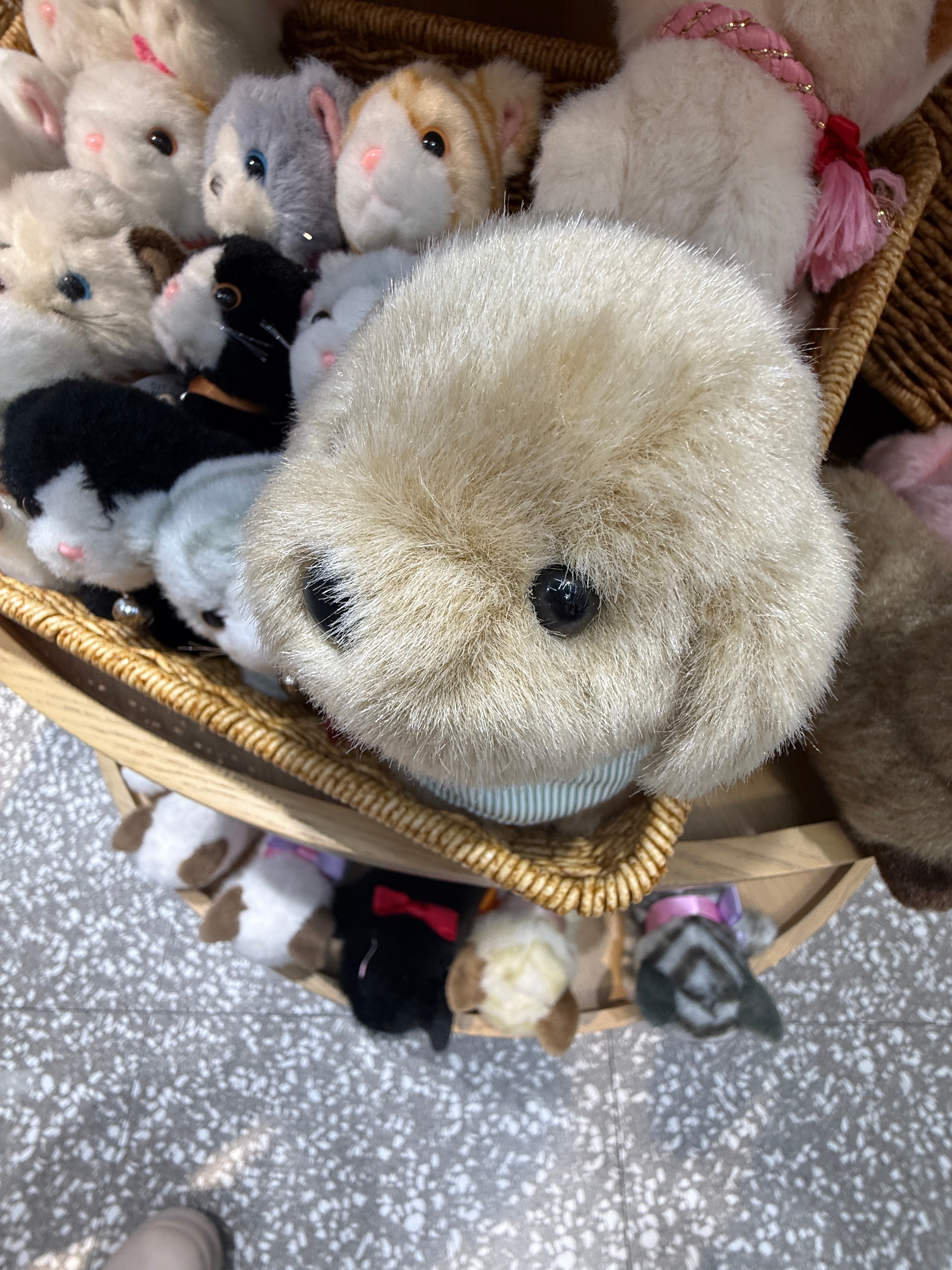 翻相册发现一只萌物。 