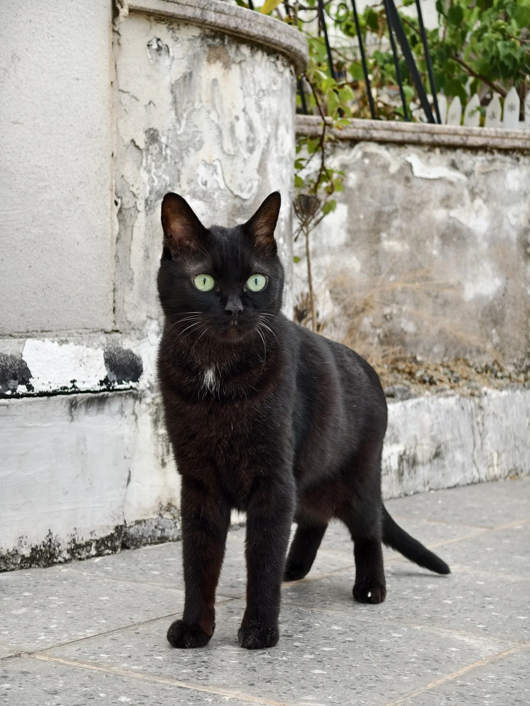 精神矍铄的15岁玄猫爷爷～😘