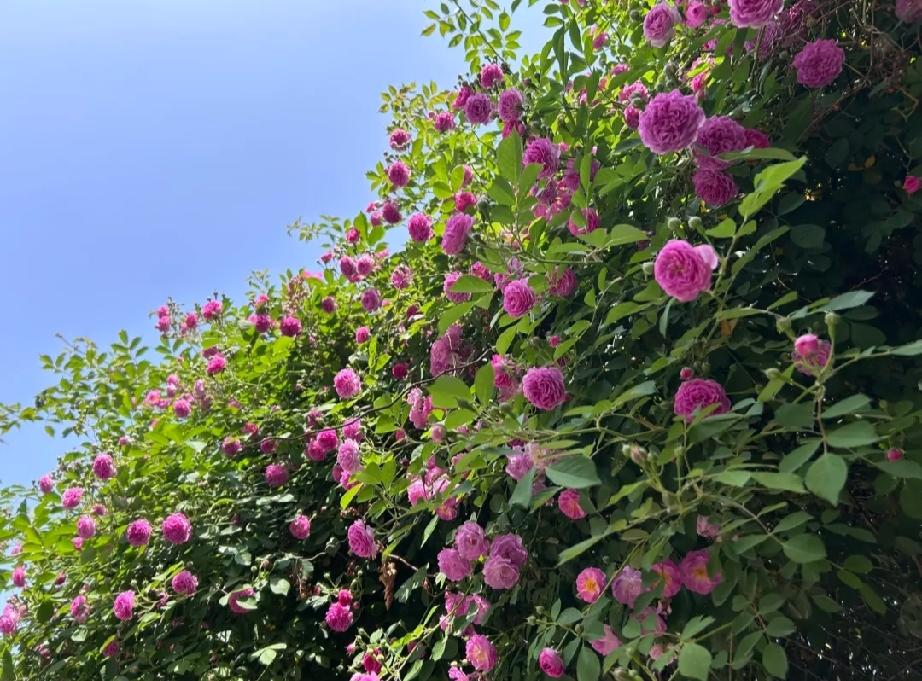 蔷薇花开
2026年4月24日拍摄于曹县三利御园