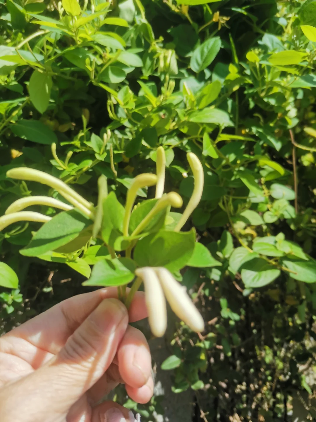 辰月，金银花开