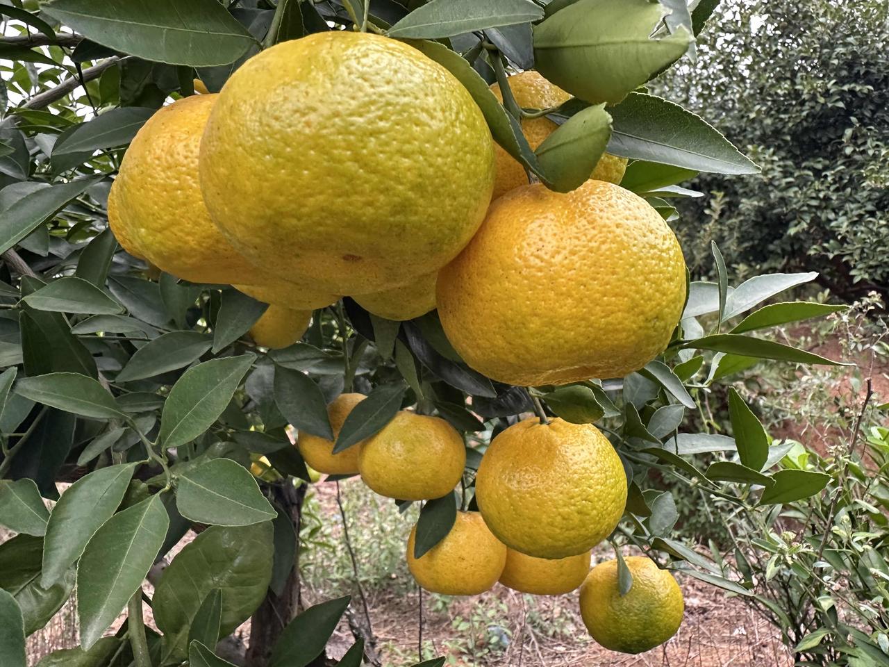 这果园离我家15里路，虽不是我家的，我对它却很熟悉，也很随意，常常会来这里看看，