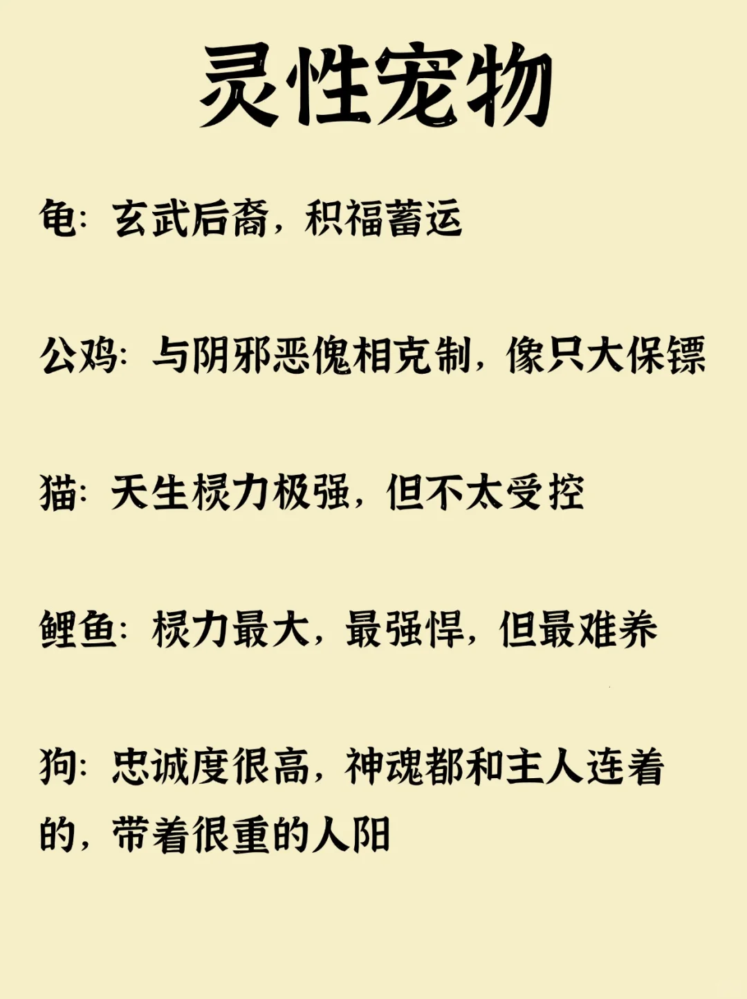 🐾探秘灵性宠物：龟、鸡、猫、鱼、狗🐾