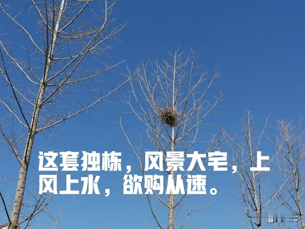 这套独栋（如图），可搭空中天梯，一梯一户，优雅一居，小高层，上风上水，东西南北，