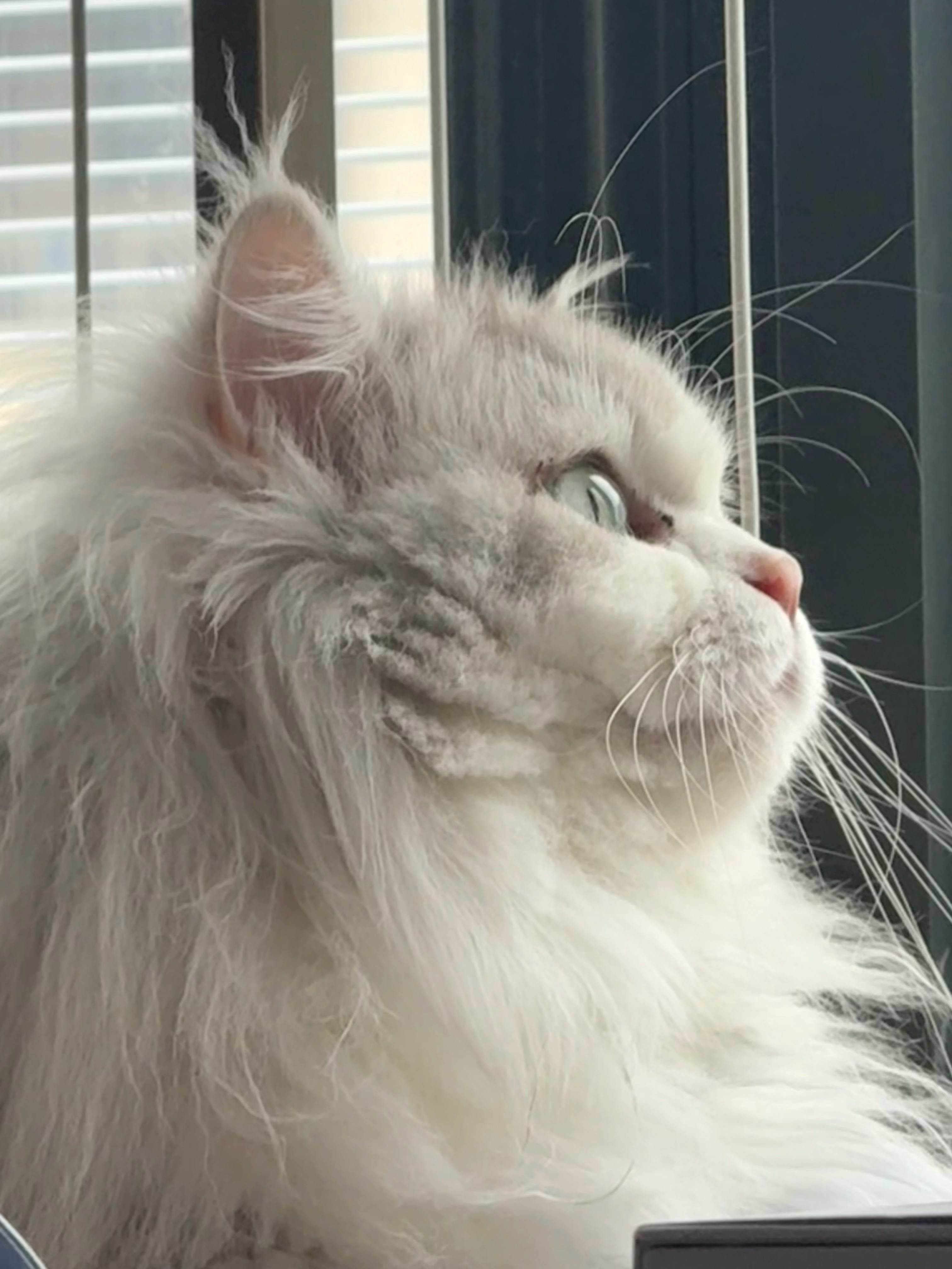 肥小猪 