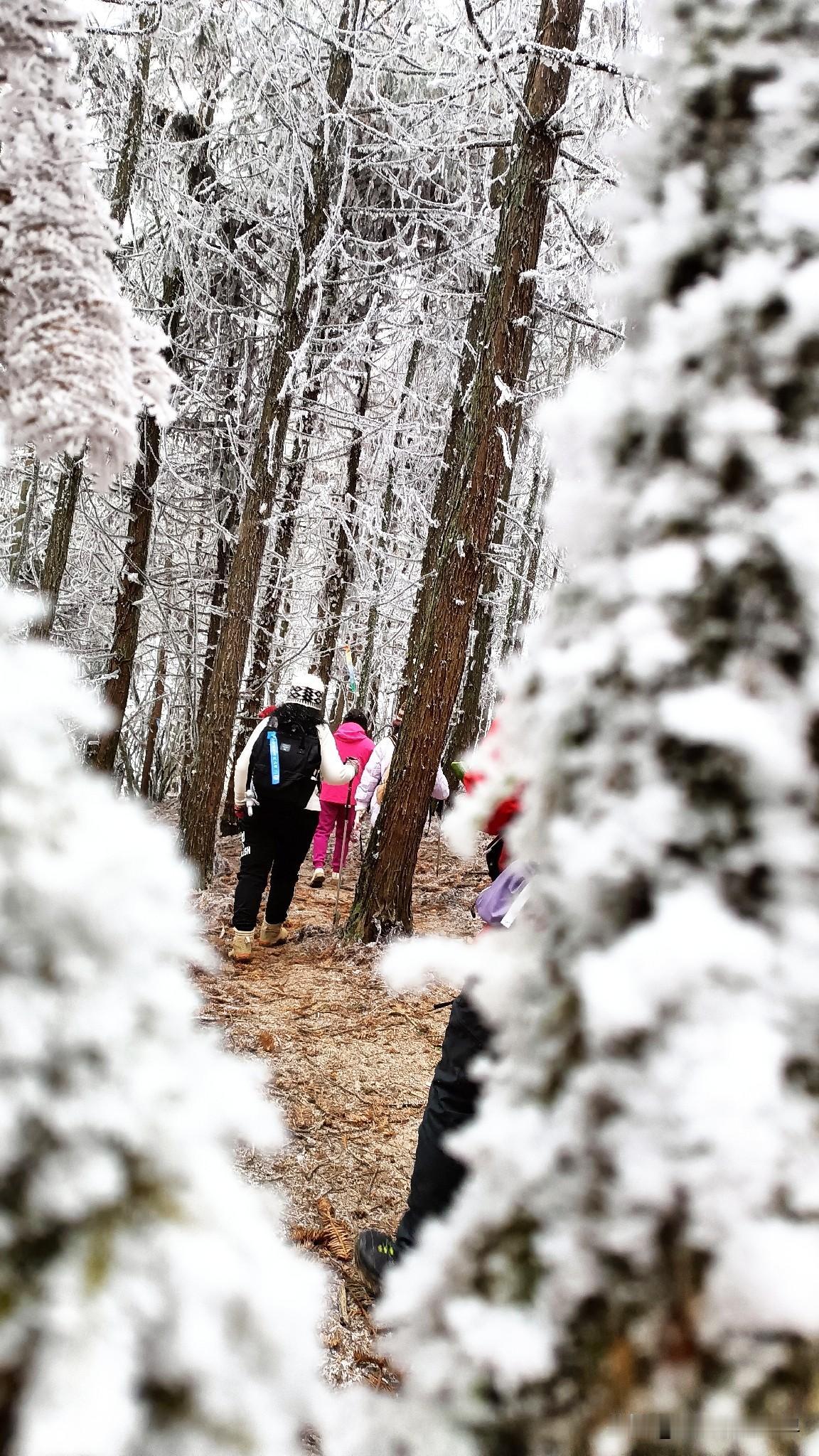 今年冬天真的不同，重庆武隆仙南牧场居然下雪了！武隆冬季下雪的地方大多集中在高海拔