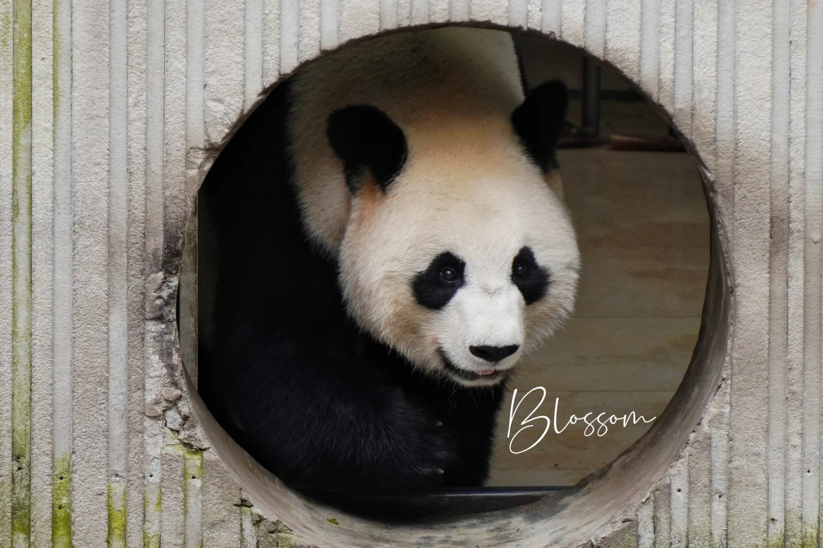241111 大圆脸美熊畅妹儿