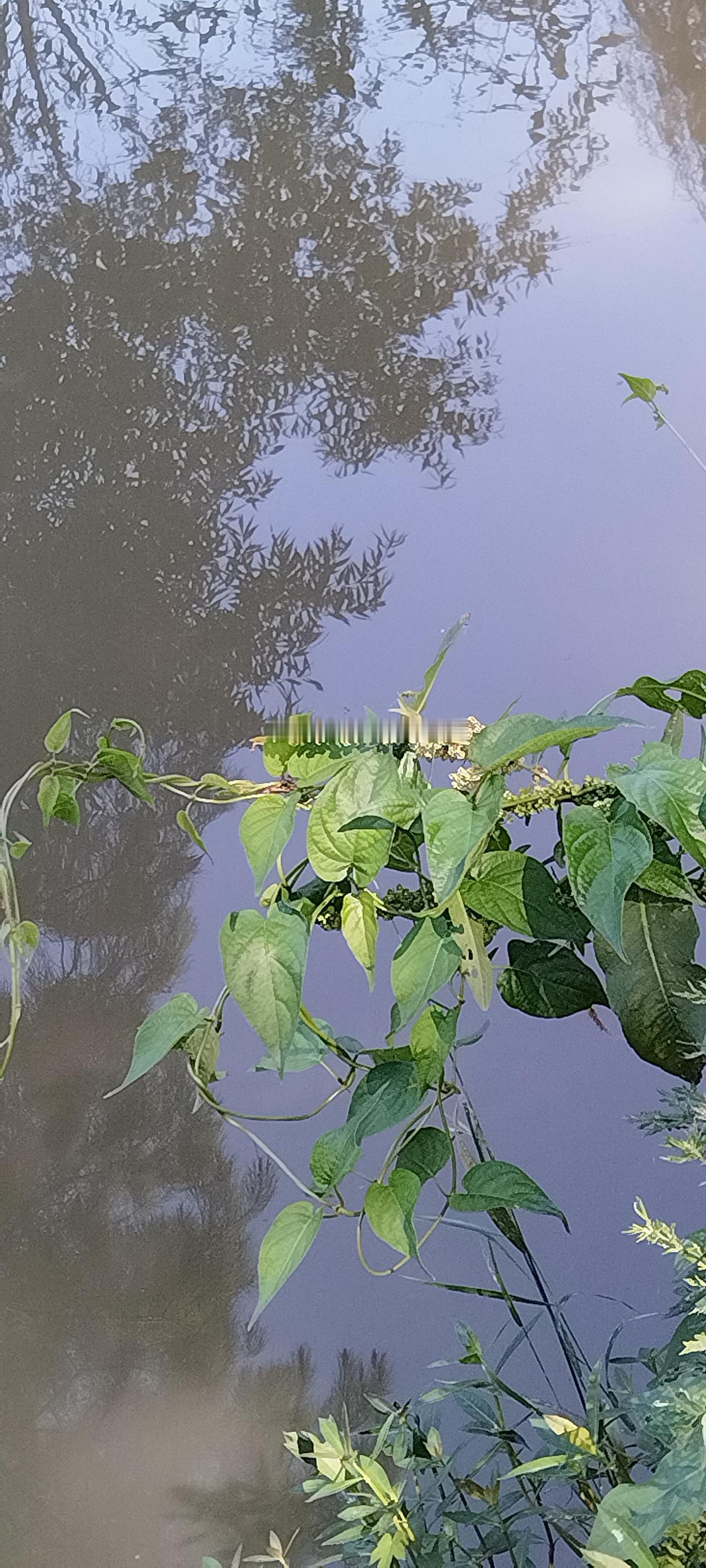 发一张你相册最近拍的花