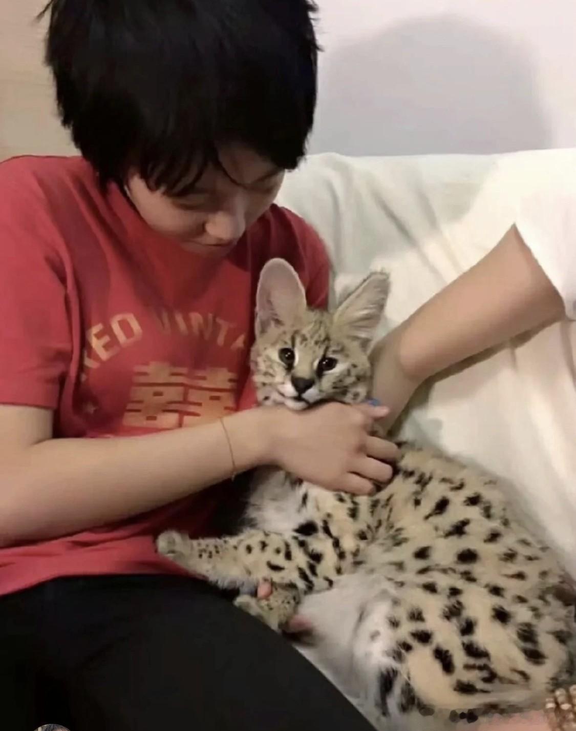窦靖童和小猫咪。