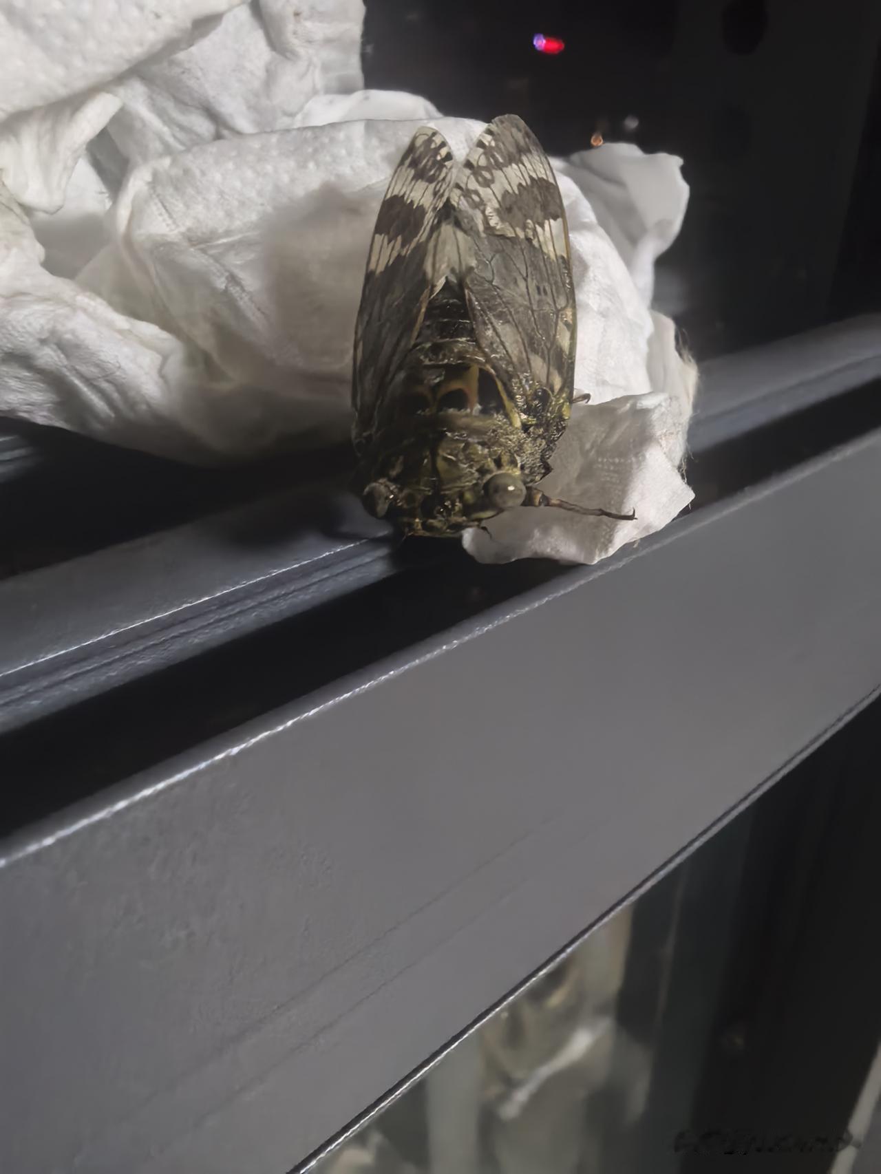 发现了一只知了，很多年没见过了，扒在窗户上不愿飞走