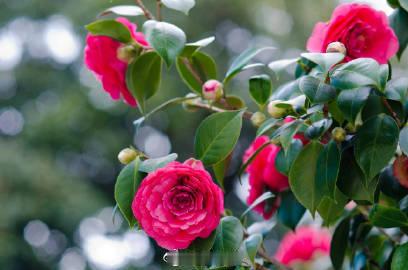 #南山植物园繁花初现#【来南岸，奔赴2024第一场花🌸事！】2024初始，一起