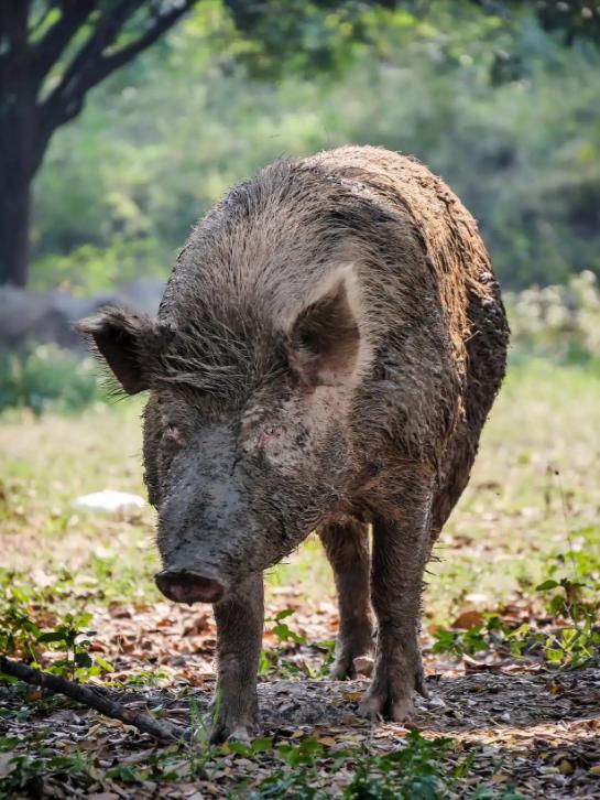 很多人不知道，野外碰上野猪，千万不能跑，更不能装死，虽然野猪很凶猛，但它有致命的