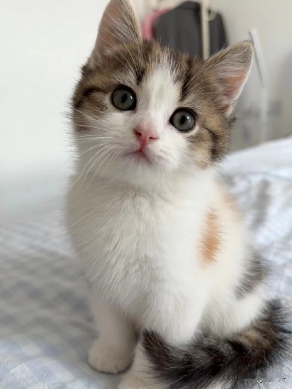 我以前打心底里反感猫，总觉得它们掉毛到处都是，还得天天伺候吃喝、清理猫砂，麻烦得