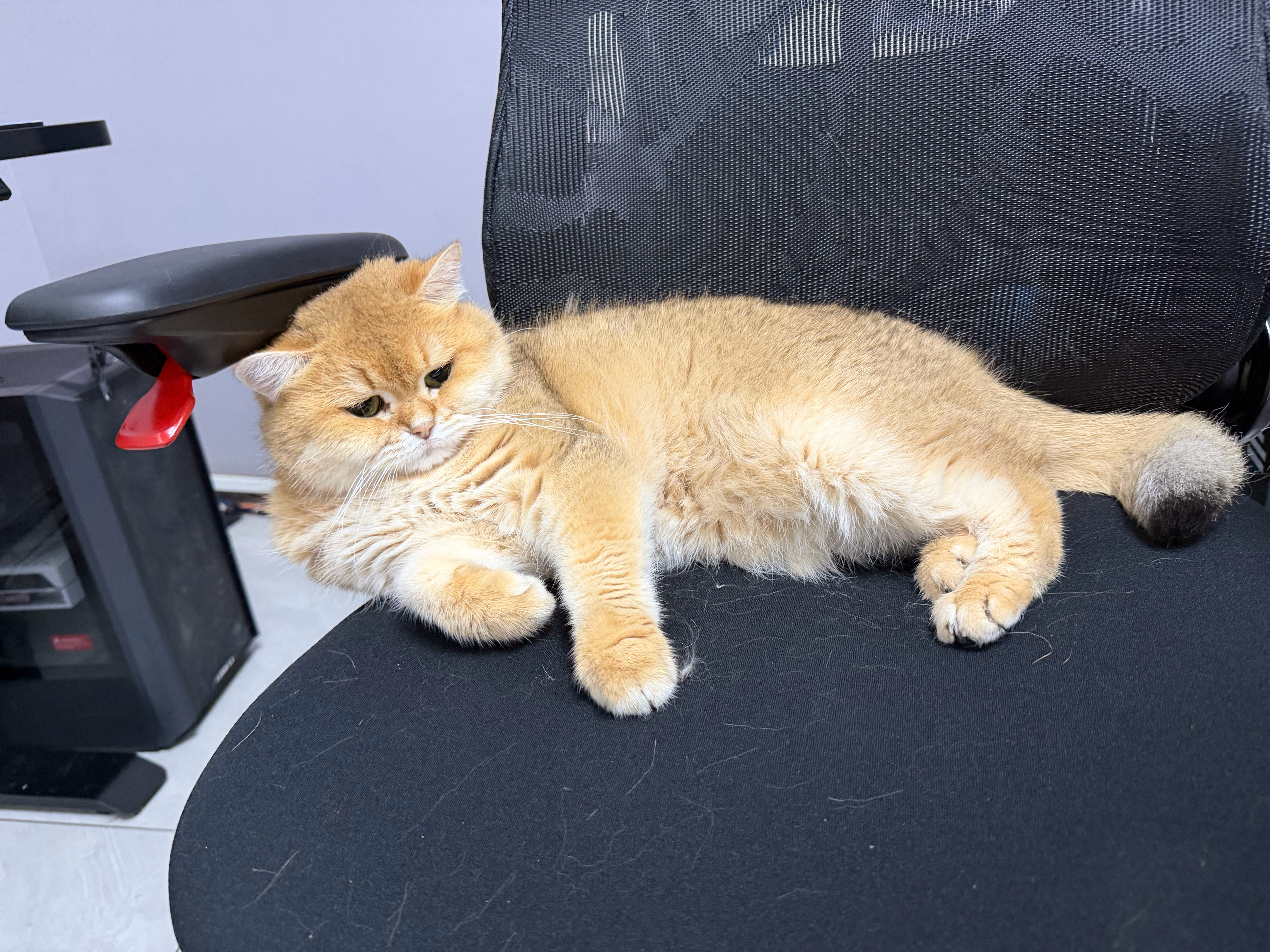 最近主播新观众比较多，在此重申小猫不对主播言论负责，如果你觉得他哪里不对建议去贴