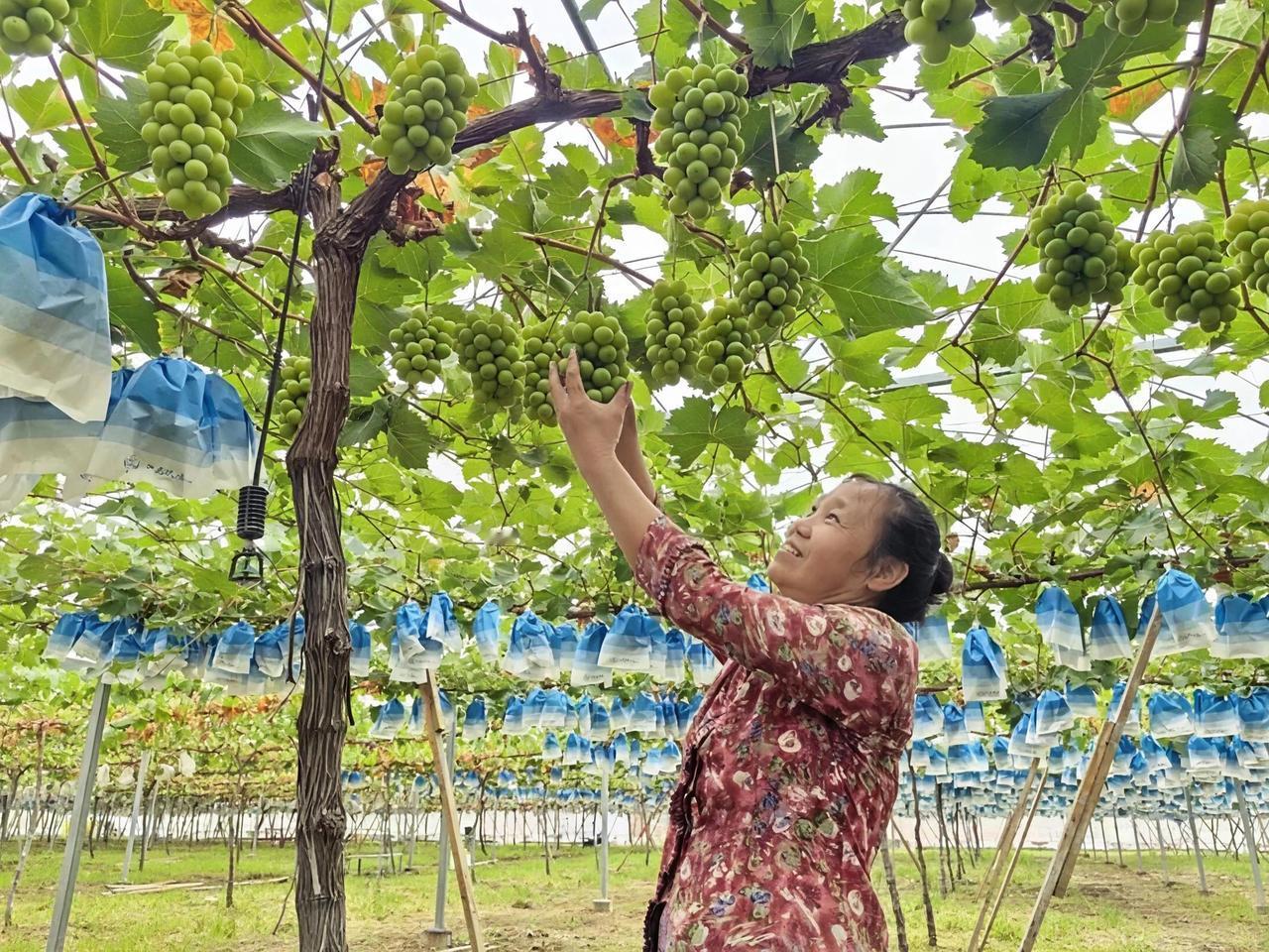 不光有玉雕！镇平葡萄迎来丰收季🍇
 
南阳的老乡们，大家有没有发现镇平又多了一