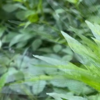 小蓬草的种植方法：1. 准备工具和材料：首先，你需要准备一些基本的园艺工具，如锄