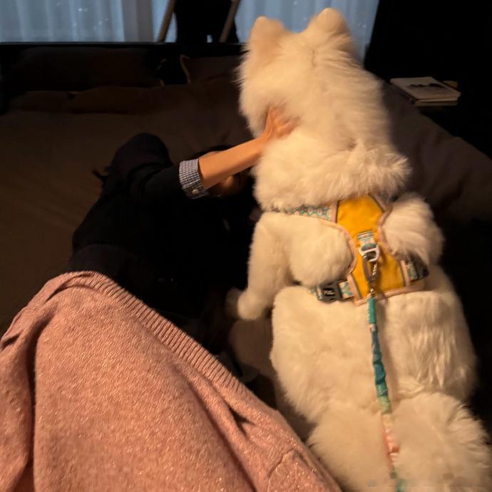 孙千说见到的萨摩耶都像卢克孙千晒动态，放出和萨摩耶卢克的实况合集，解锁和大狗相处