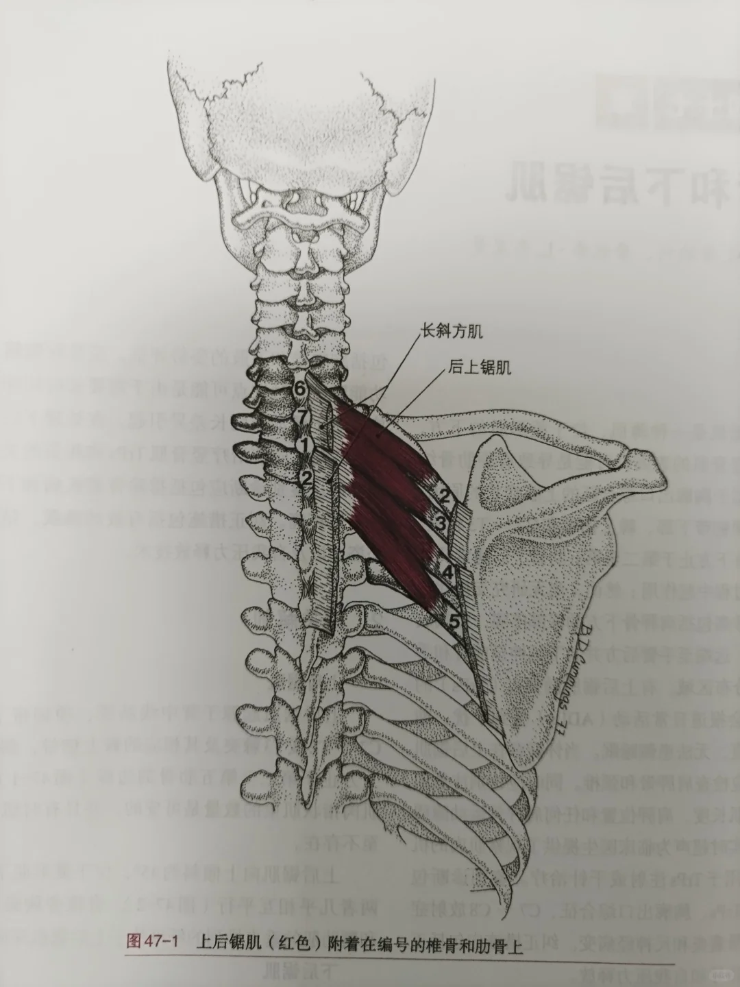 上后锯肌和下后锯肌相关位置