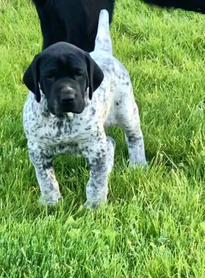 德国短指示犬指示犬
