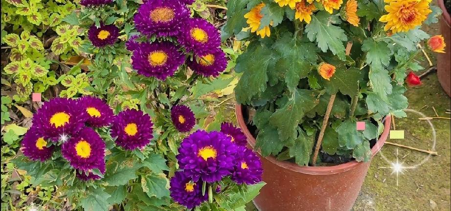 把3岁儿子向笙养成“小姑娘”，扎小辫、穿姐姐旧衣，连亲爹向佐都得亲自下场澄清。