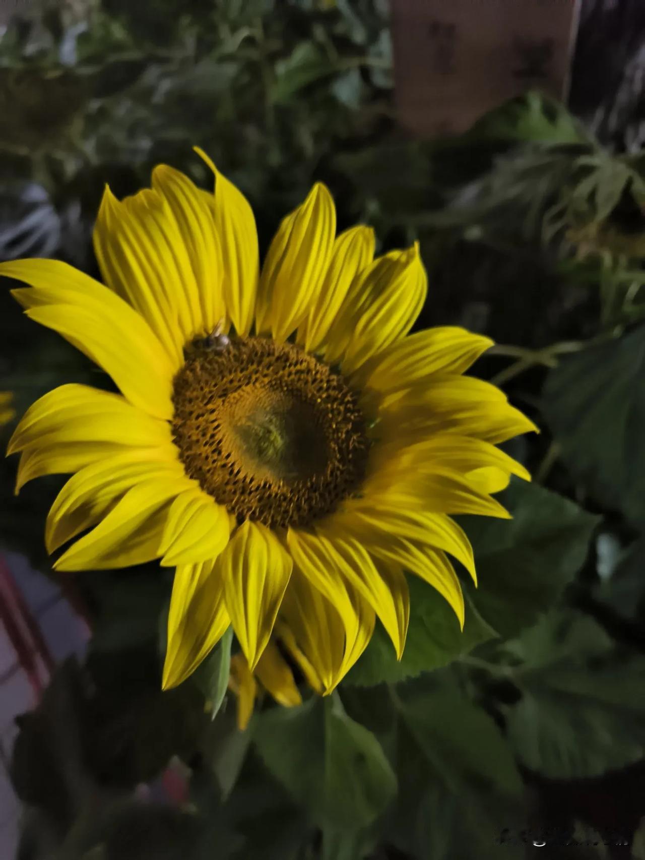 曾经那么多喷子摆在我面前没有珍惜，如今喷子在哪里？

感觉好久没有见到喷子杠精了