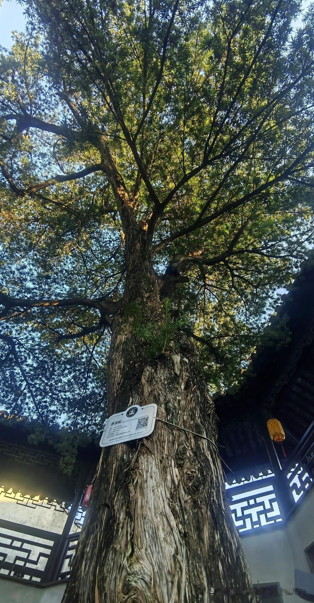 [玫瑰][玫瑰][玫瑰][玫瑰]500多年，迄今五百多年的明代古罗汉松，苍翠挺拔