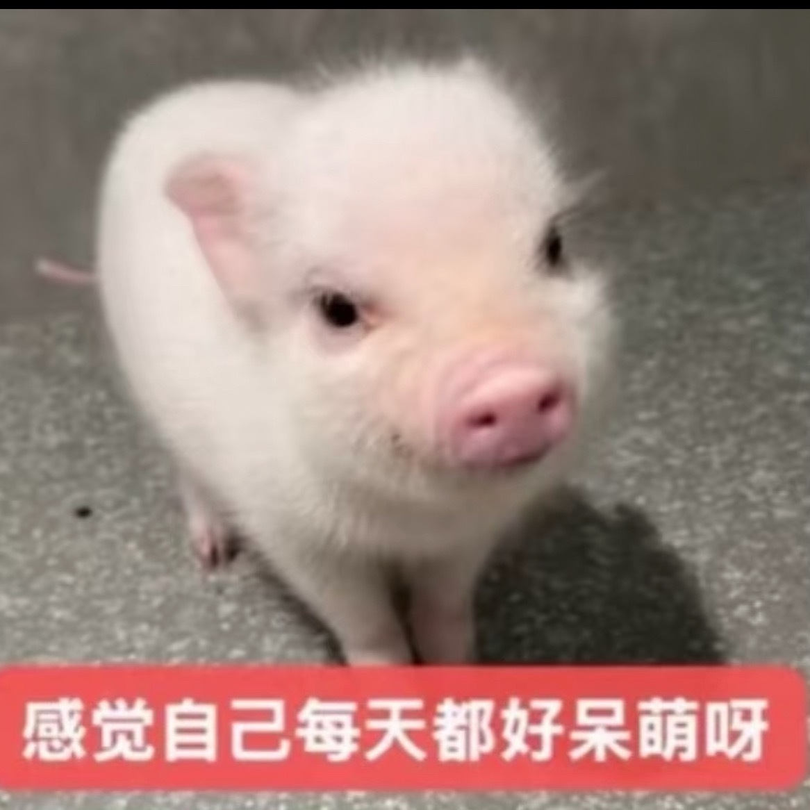 每日招魂零食商务 ​​​