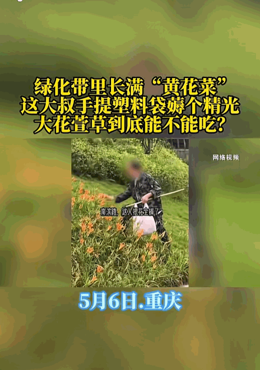 5月6日重庆南滨路绿化带一幕引热议，成片金黄花朵长势繁茂，外形和家常黄花菜几乎一