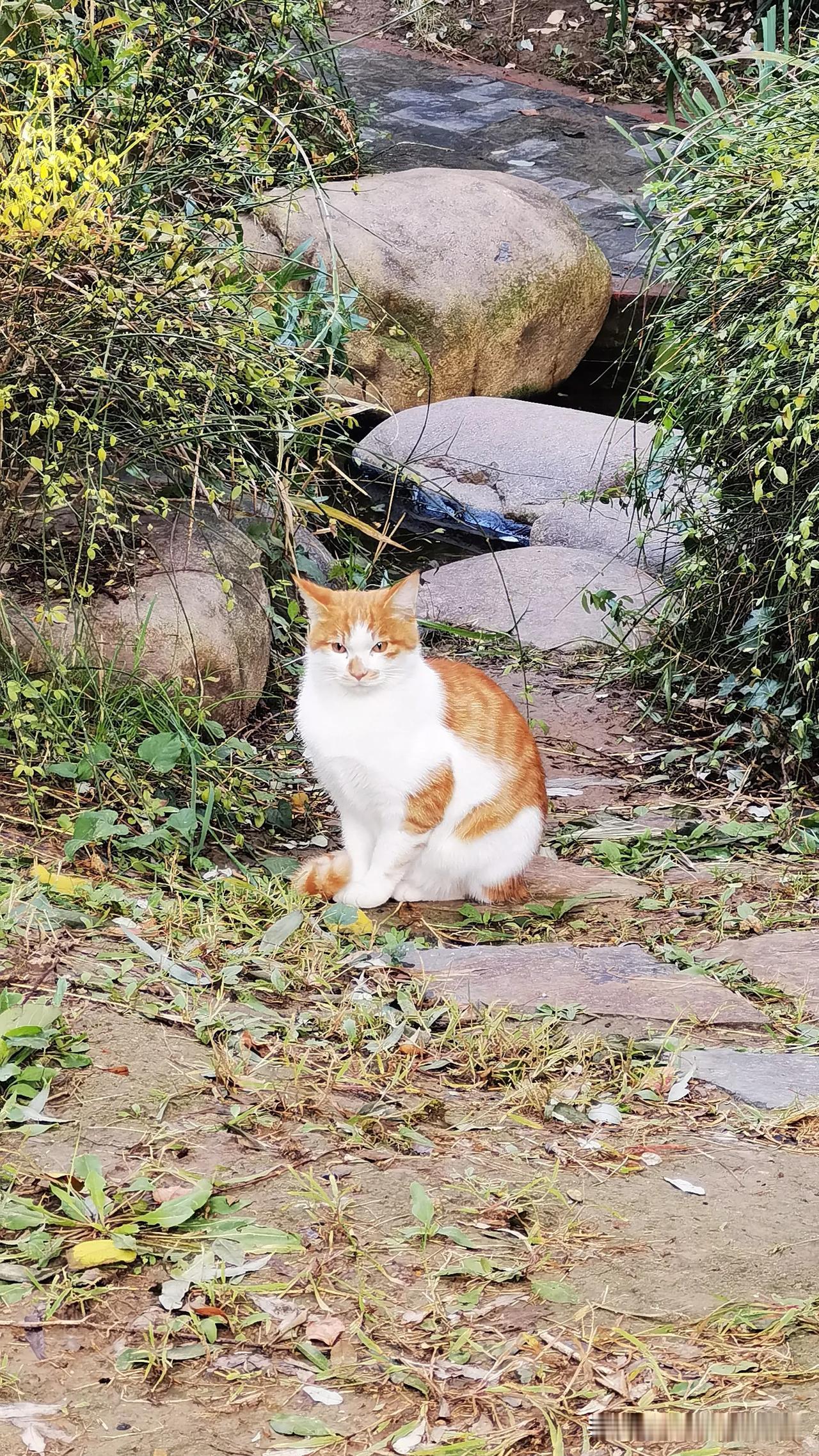 猫猫狗狗