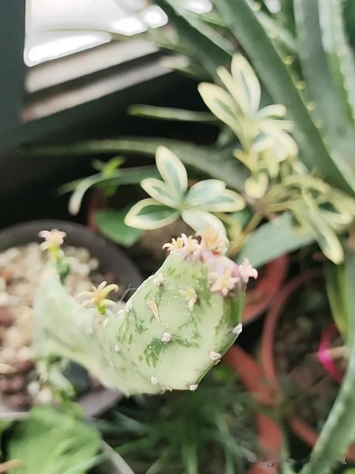哈哈
今天我的仙人掌
长出了好多
小伙伴
太好玩了