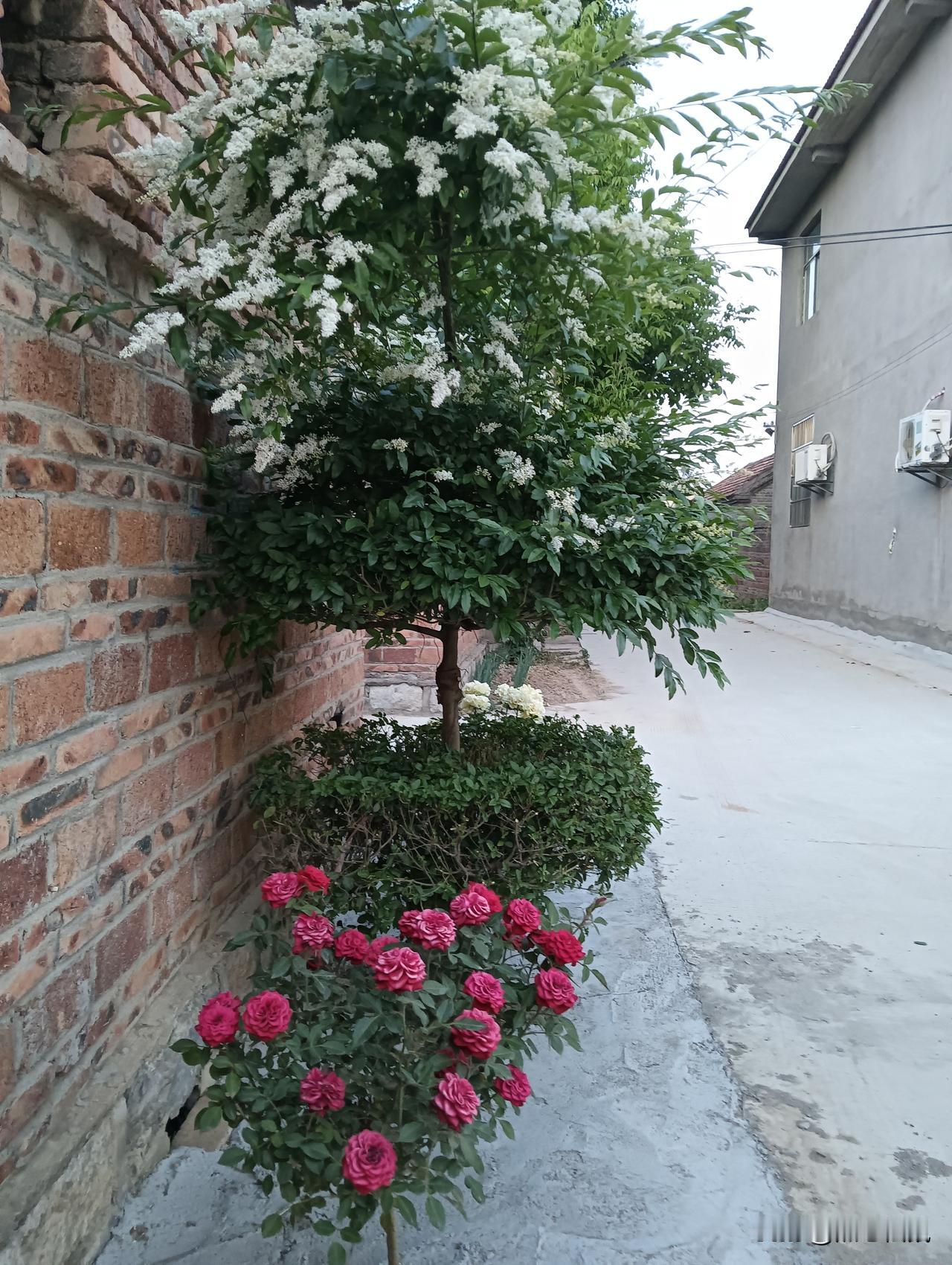 小院一隅，绿植红花相映成趣，静享自然之美。