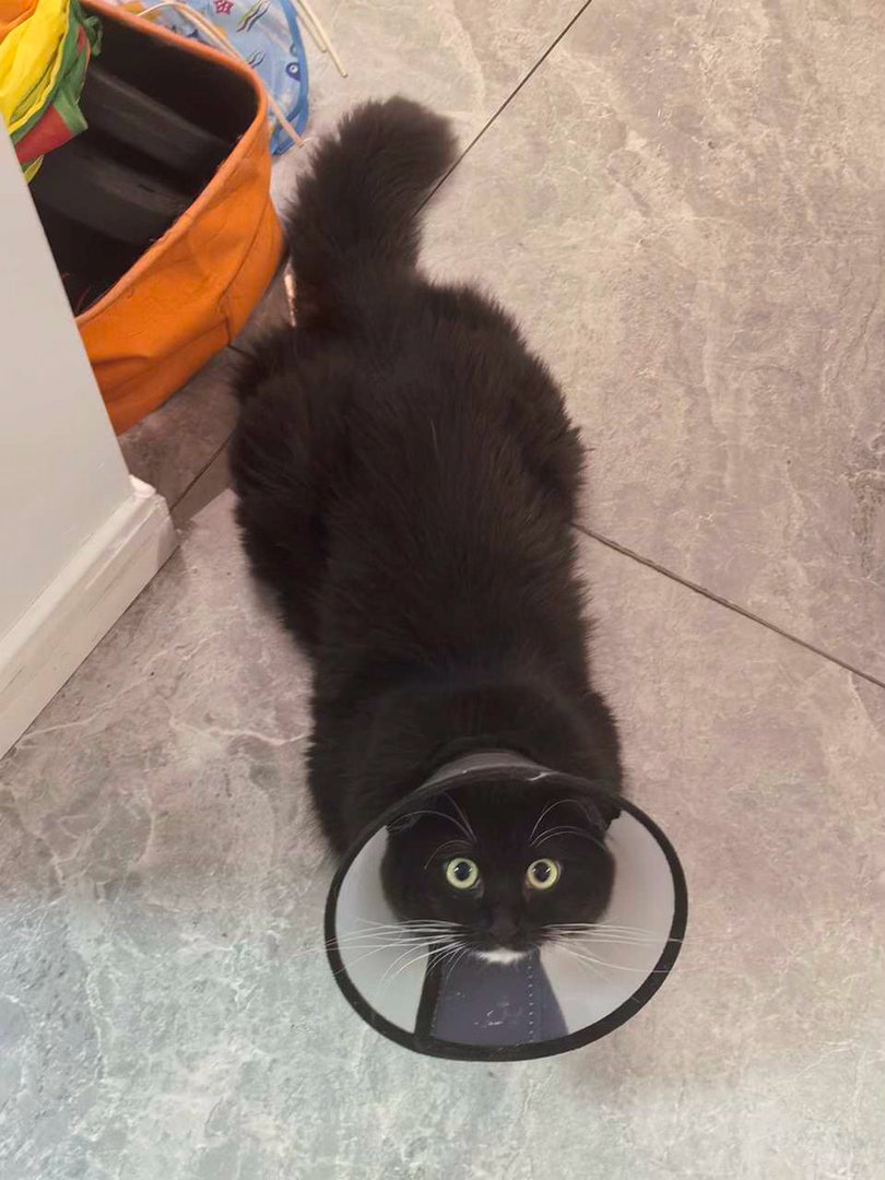 太可爱容易遭到暗害，看我就知道了。daily奶牛猫 （投稿：） 