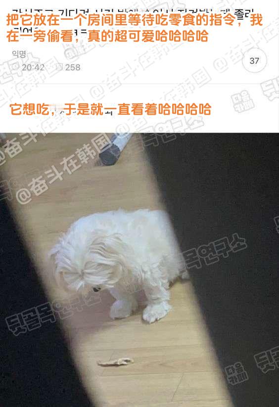 小狗等待吃零食指令时的样子，超可爱~海外新鲜事 热点现场