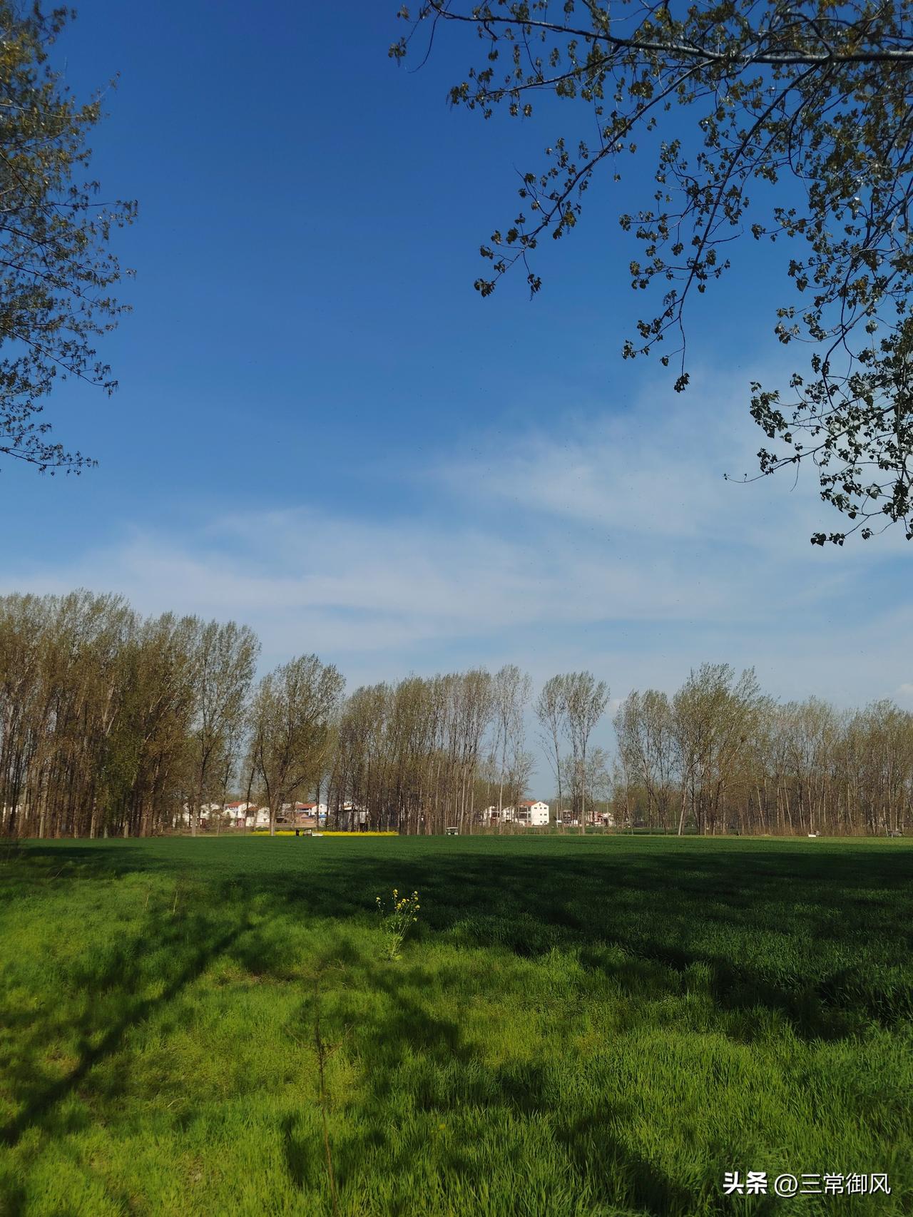 又逢清明祭先堂，
百里归程踏晓霜。
一捧黄土怀祖德，
故原风飘荠麦香。
清明节 
