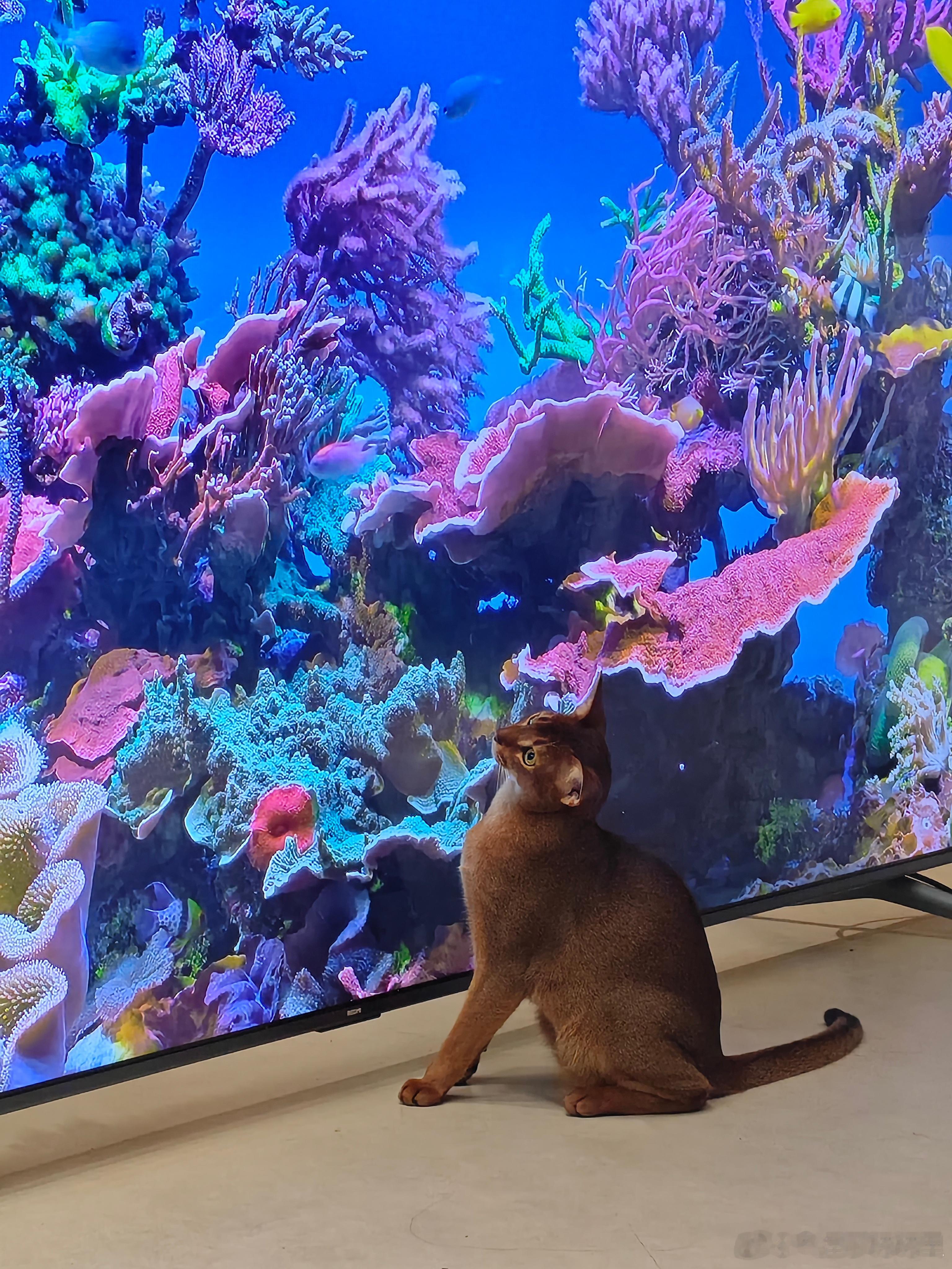 给猫猫准备的超大赛博鱼缸[doge] ​​​