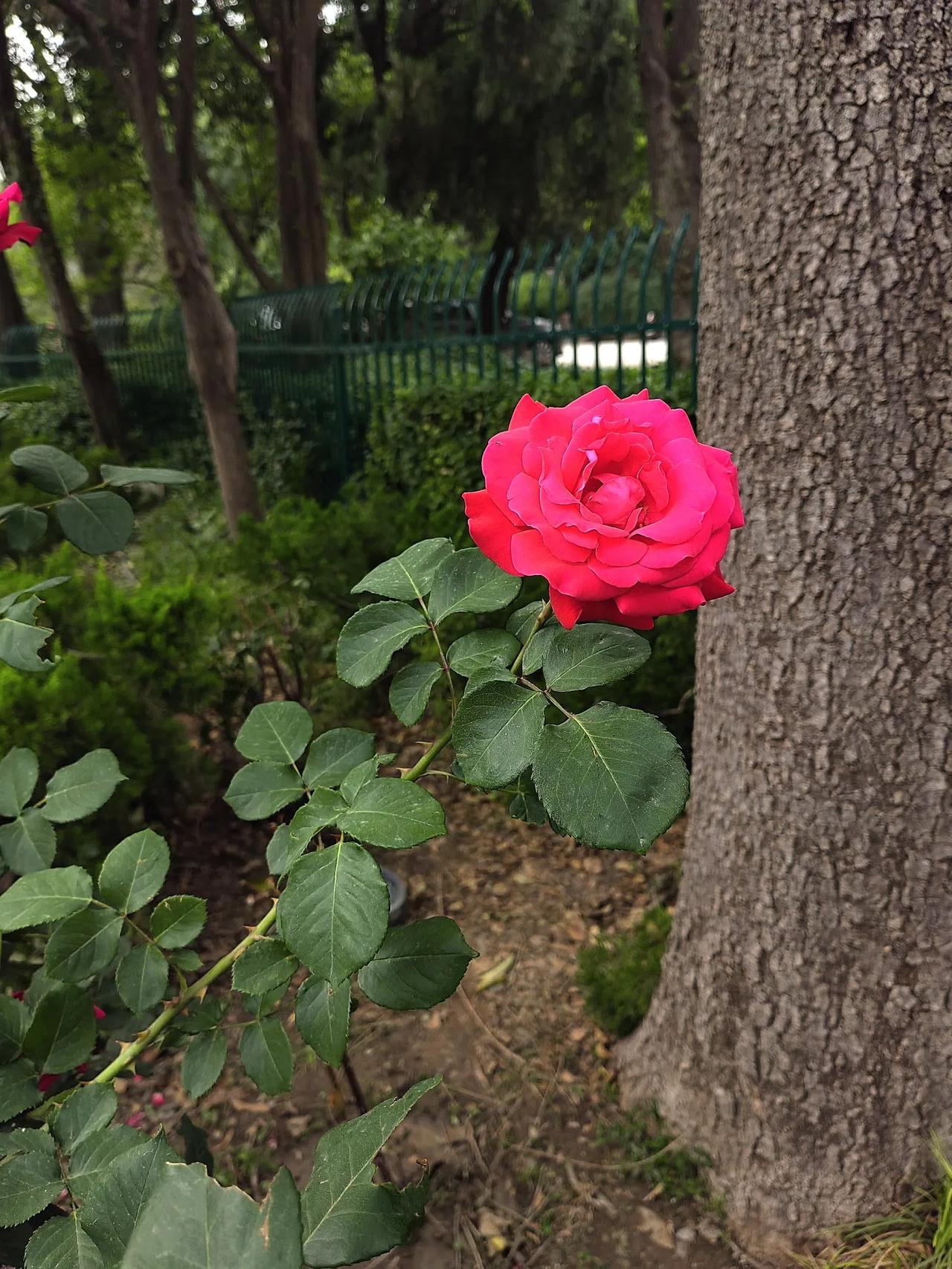 分享手机里的花花草草期待春天来临。