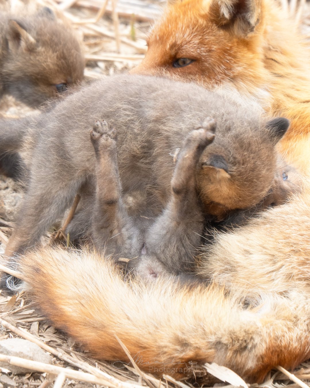 小狐狸七零八落两条毛腿肩上扛©️maru_photos 