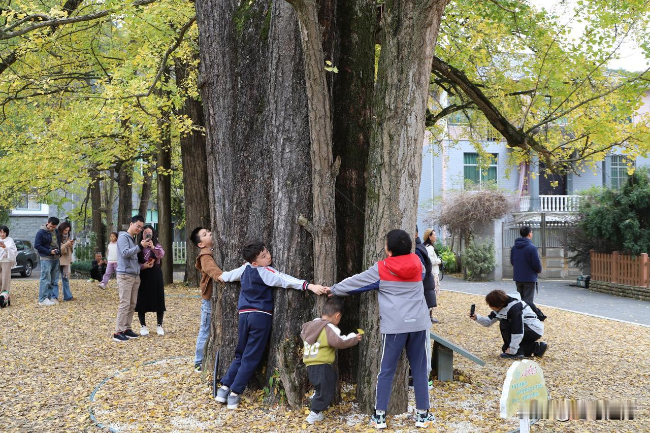 富阳湘溪村的千年银杏树今年有点令人失望。
驱车200多公里赶到杭州富阳湘溪村，专