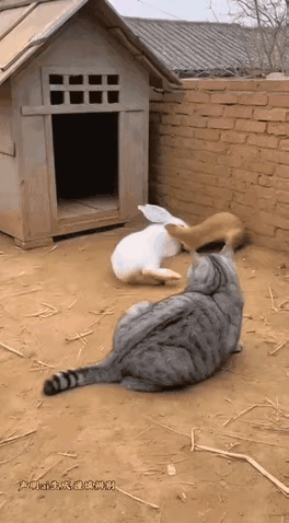 佛系猫保镖
 
院子里，白兔和黄鼠狼滚作一团，尘土飞扬，俩家伙嘶叫着互不相让。