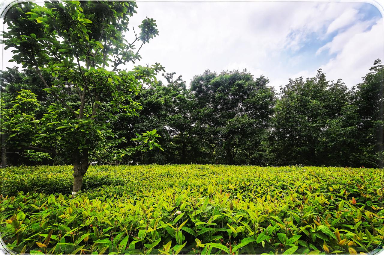 咸宁贺胜桥仙鹤湖风景区
在咸宁贺胜桥的一方天地，仙鹤湖宛如尘世遗落的琉璃。湖面似