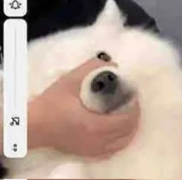 光顾着吃，忘的一干二净气鼠我了