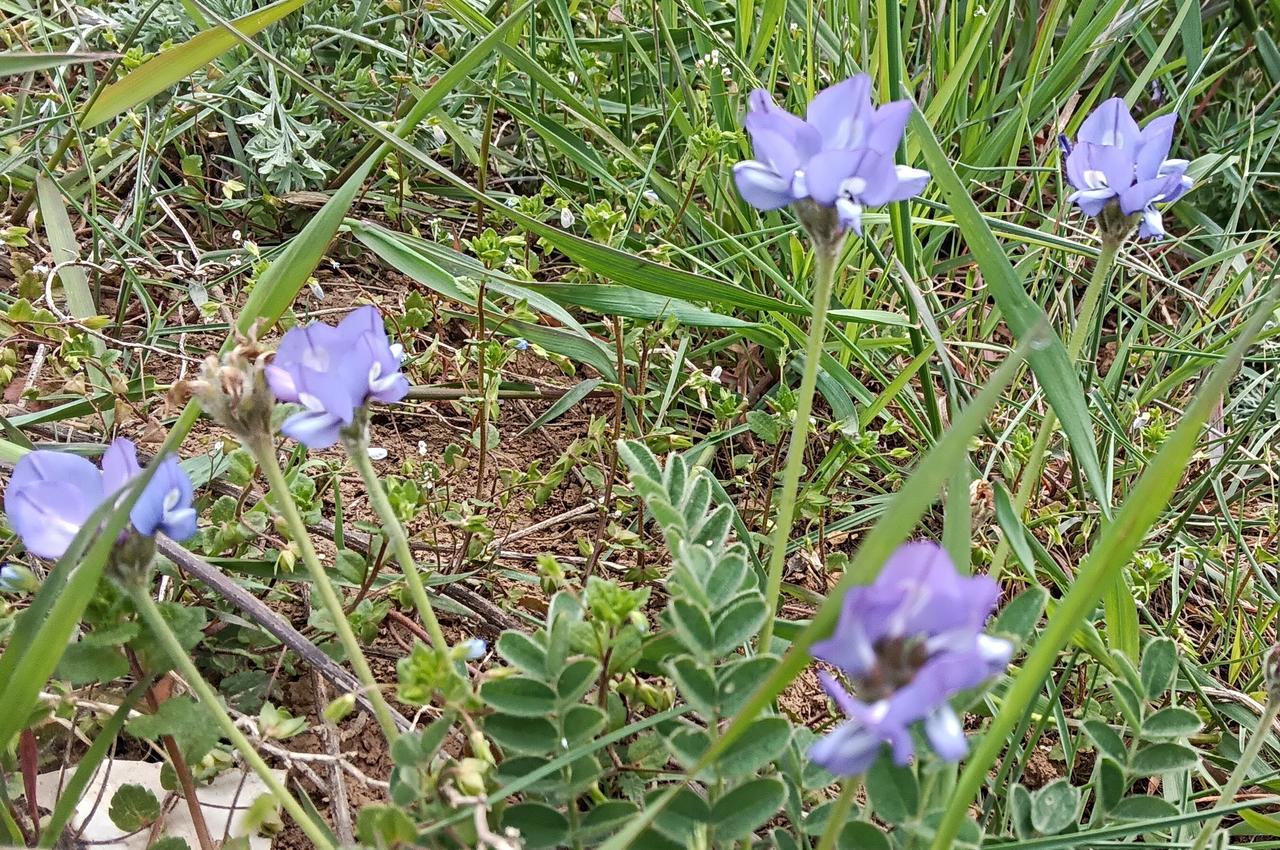 路边不知名的小花很漂亮