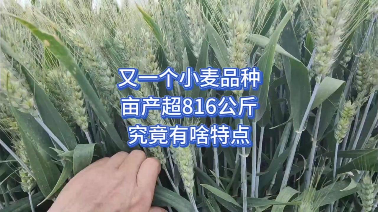🍚今年小麦界的大明星来啦！
1️⃣抗倒伏能力一流：株高83厘米左右，茎秆粗壮有