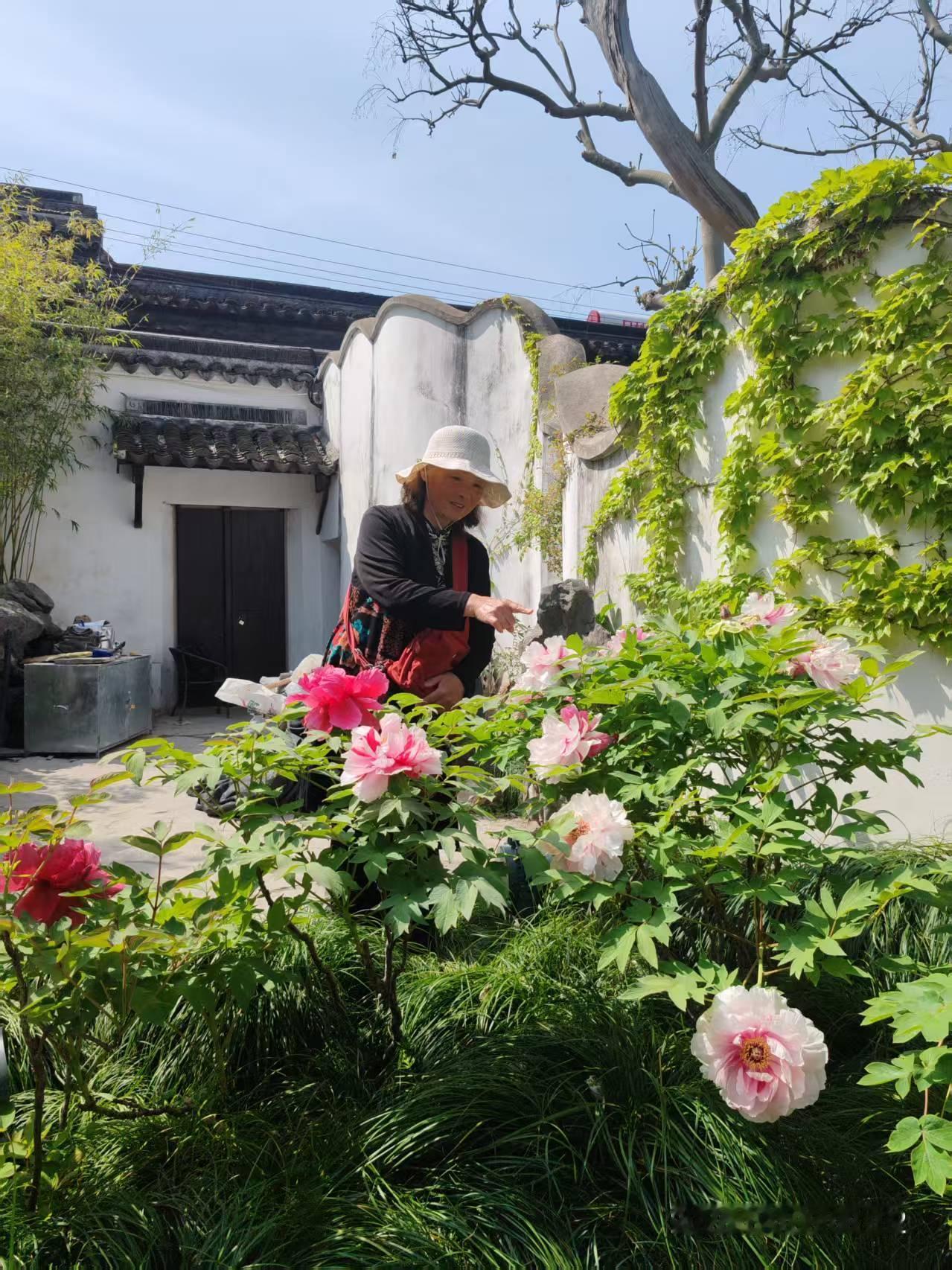 发一张你相册最近拍的花苏州人民路怡园的牡丹花。