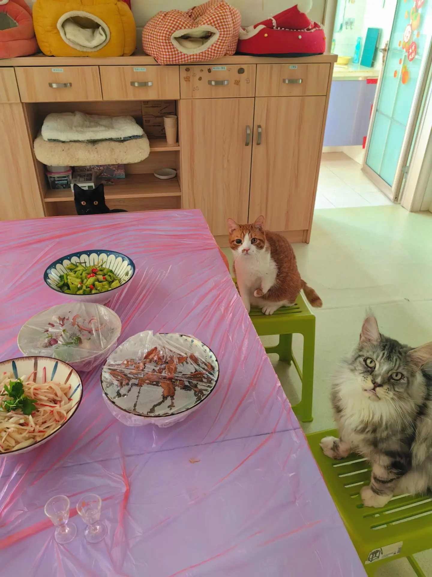 啥时候开饭呀？饿死喵的了…